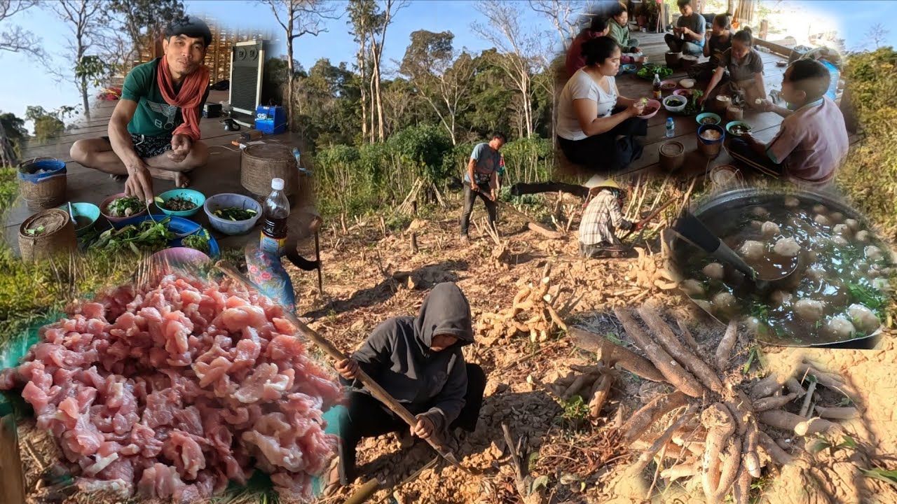 ກົ່ນມັນຕົ້ນລາບຊີ້ນຫມູກິນ//ถอนมันลาบซื้อหมูกิน