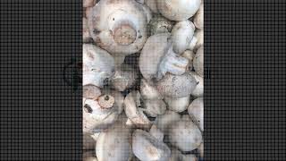 Free Photos Of Fresh Mushrooms Free Photos Of Fresh Mushrooms