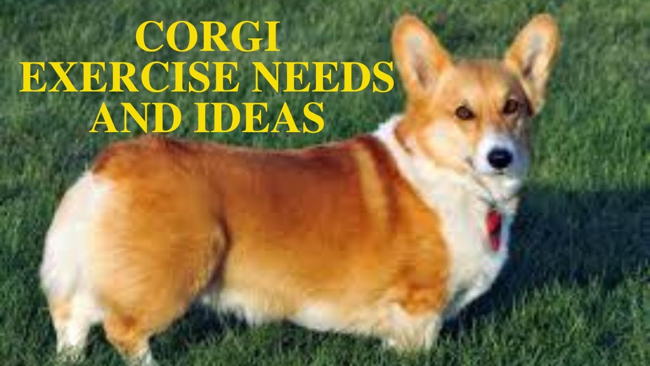 do corgis need walks