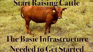 Start Raising Cattle, Basic Infrastructure Needed to Start