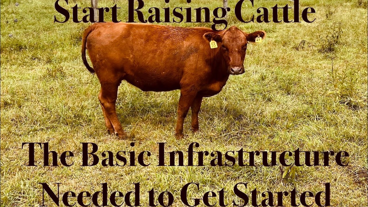 Start Raising Cattle, Basic Infrastructure Needed to Start