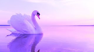 Miracle  Healing 528hz  Enhance Self Love  Positive Energy Cleanse  Detox Your Mind U0026 Heart
