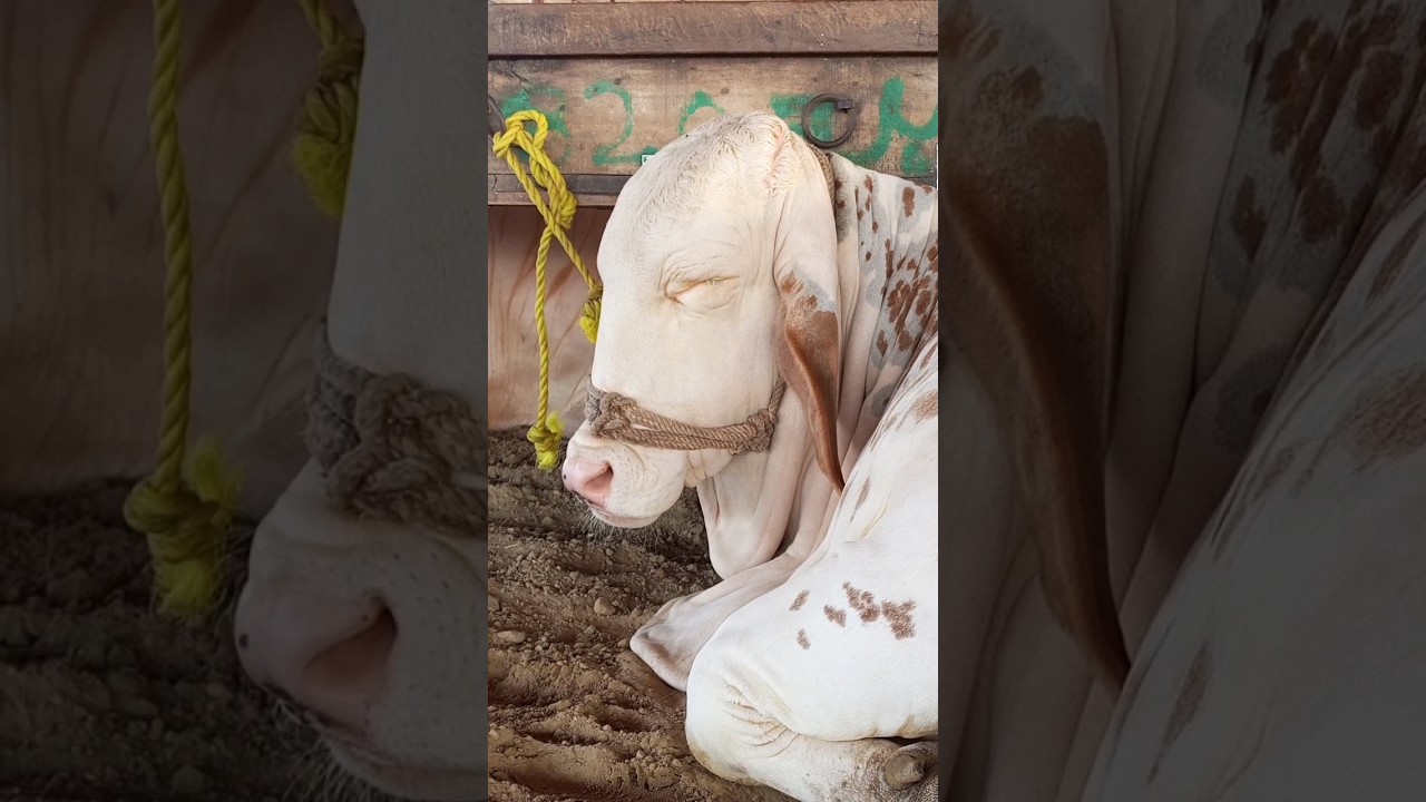 BEAUTIFUL WHITE BULL | SLEEPING TIME 