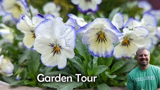 Garden Tour - Tulips, Abelia, Epimedium, Camellias, Daffodils, Garlic