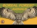 Boreal Forest Animals Quiz