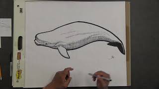 Let's Draw! Beluga