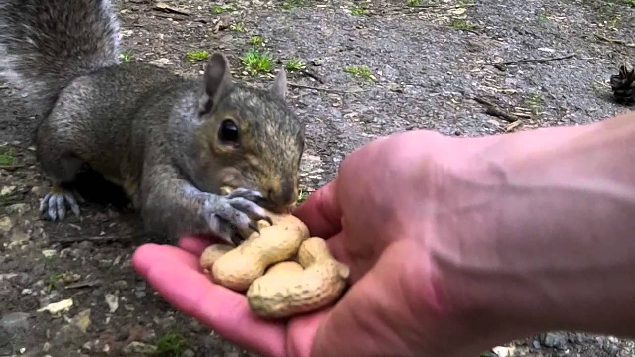 Image result for feeding squirrel