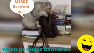 VIDEO DE CHATS DROLES 6 !