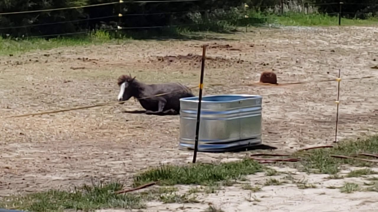Labor ready horse? YouTube