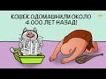 29 шикарных фактов о котах, чтобы влюбиться в них еще сильнее. Ответы на различные игры в социальных сетях 29 шикарных фактов о котах, чтобы влюбиться в них еще сильнее. Ответы на различные игры в социальных сетях