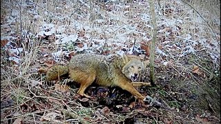 Trapper Sets traps in a field and then stops checking them – Fox