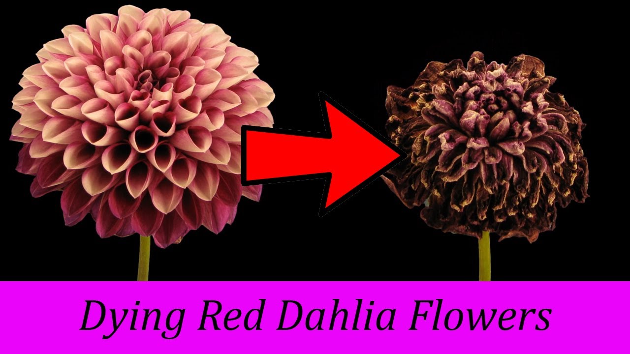 Timelapse - Dying Red Dahlia Flower , Circle Of Life