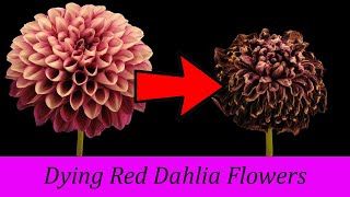 Timelapse - Dying Red Dahlia Flower , Circle Of Life