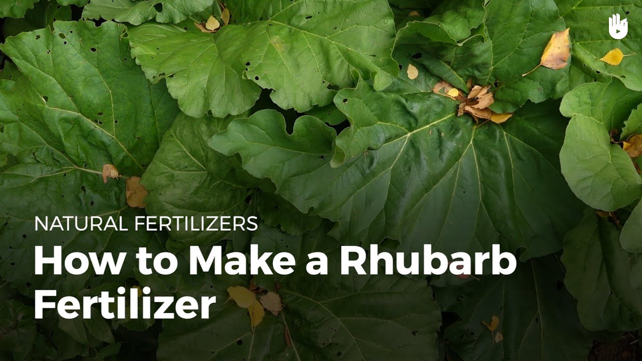 How to make rhubarb fertilizer | Garden