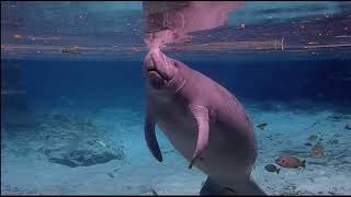 @americanprodivingcenter6549  Swimming with the Manatees!