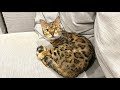 ロゼが鳴いたら即終了配信🐱