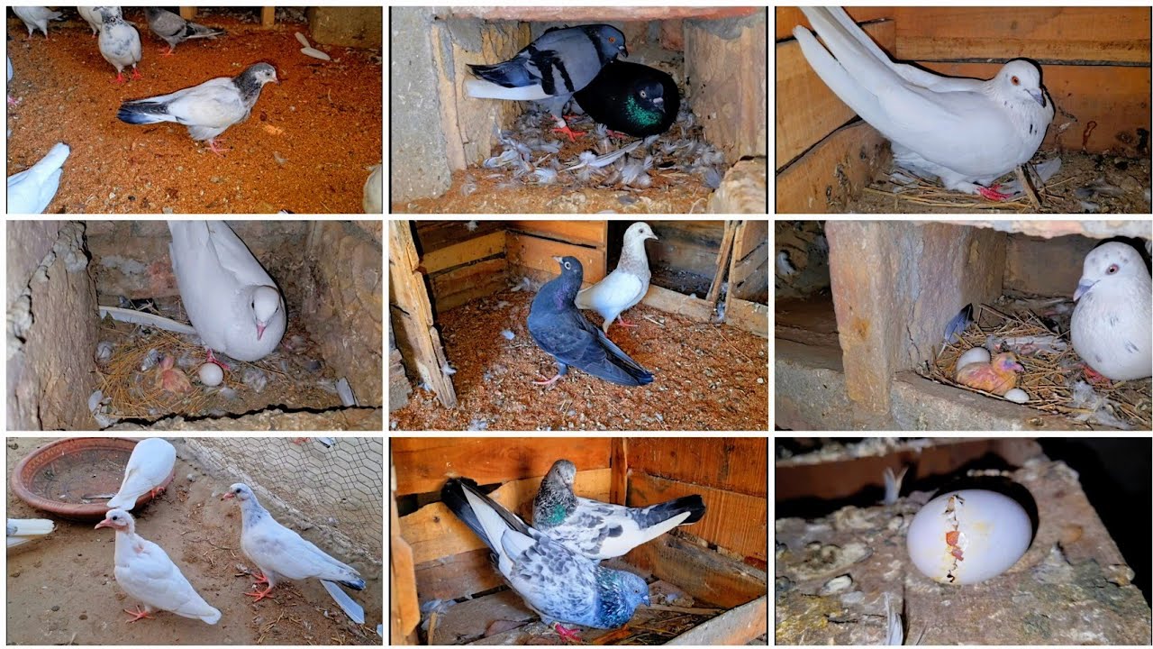 kabutar ke bache mar kyu jati hai YouTube