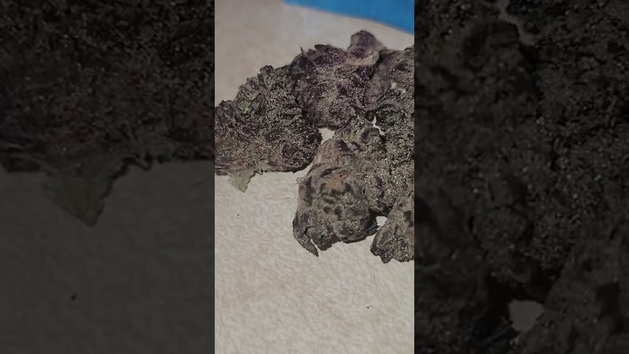 🧈🍯🧈🍯🧈🍯HONEY BUDDER COOKIES INDOOR STRAIN 🍯🧈🍯🧈🍯🧈