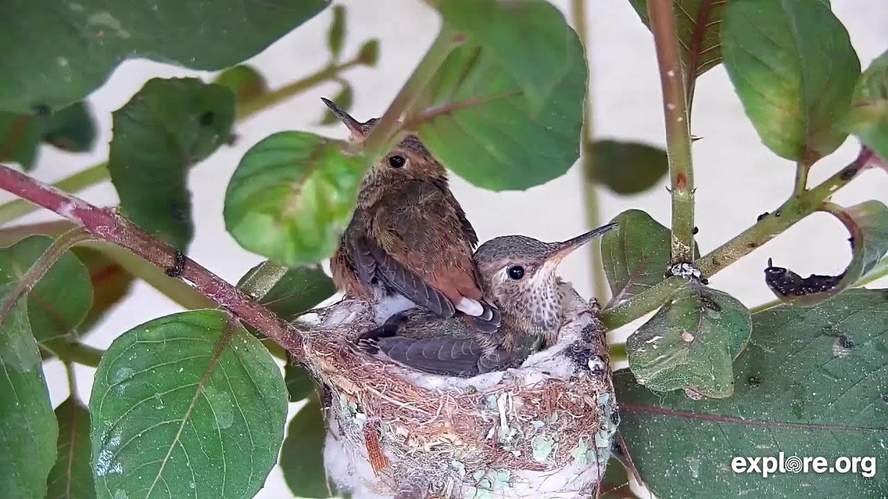Aryana Hummingbird: Feeding, Flight Simulations, and Fledge Watch - YouTube