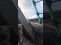 Kitten walking tightrope