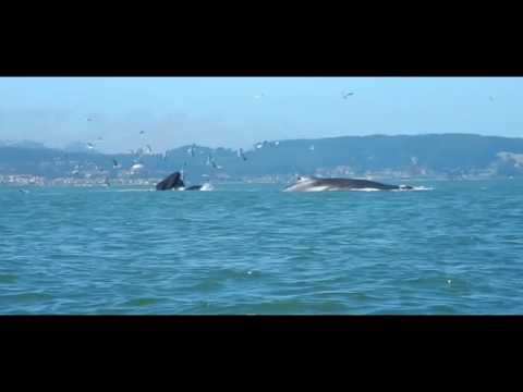 Vídeo: Baleias Cinzentas Lavando Na Baía De São Francisco