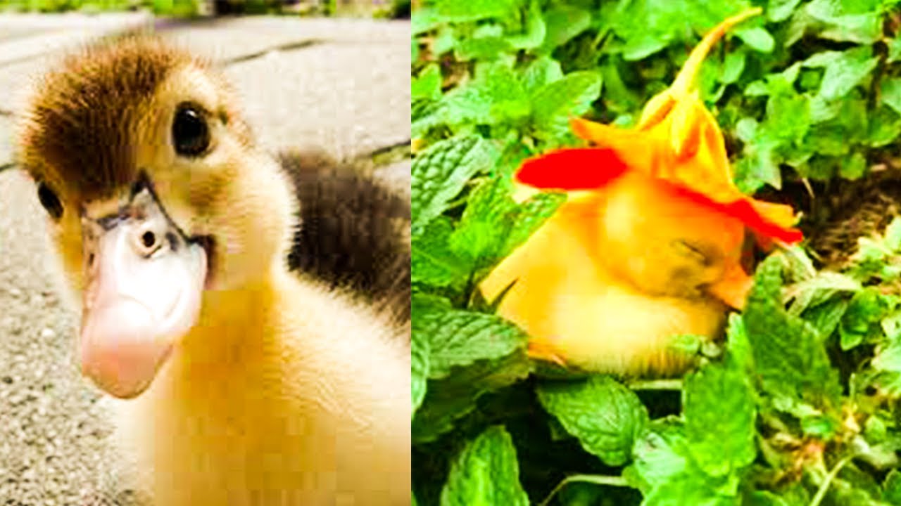 AWW cute baby duck videos compilation !! so cute and funny moments ...