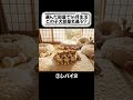 １つ選ぶならどの部屋？🐶かわいい子犬たち【ASMR】