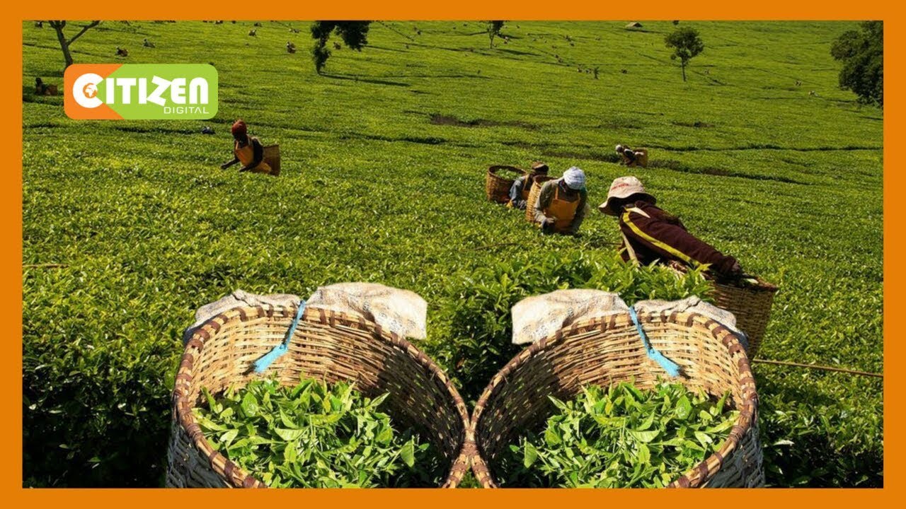 citizen tv live stream kenya Global tea market flooded, prices falling