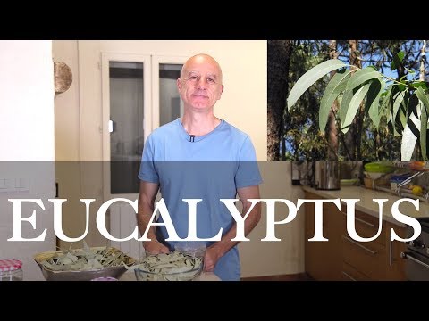 Vidéo: Comment utiliser l'huile d'eucalyptus : 8 étapes (avec photos)