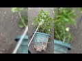 Soaking Method #gardening