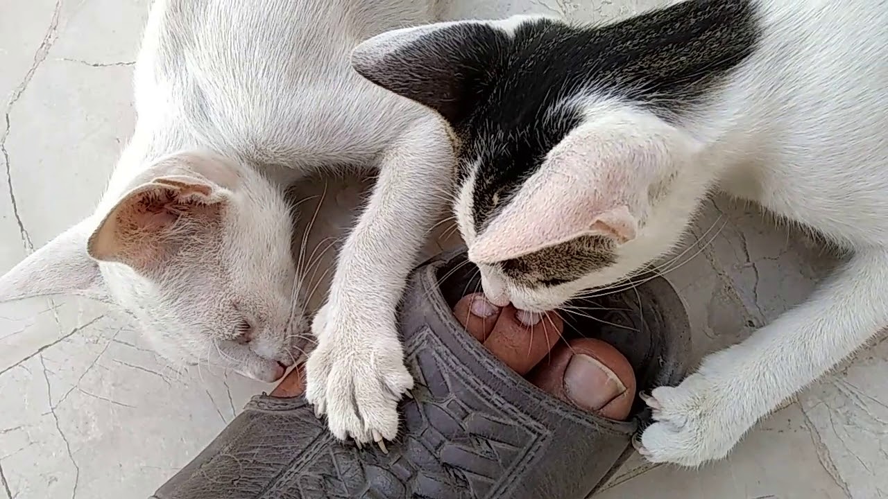 Cat Licking - YouTube