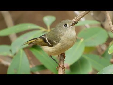Ruby crowned Kinglet Song 