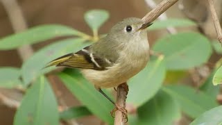 Ruby crowned Kinglet Song