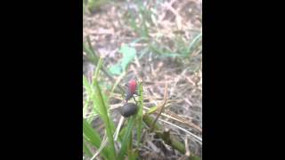 Red-shouldered Bug nymph
