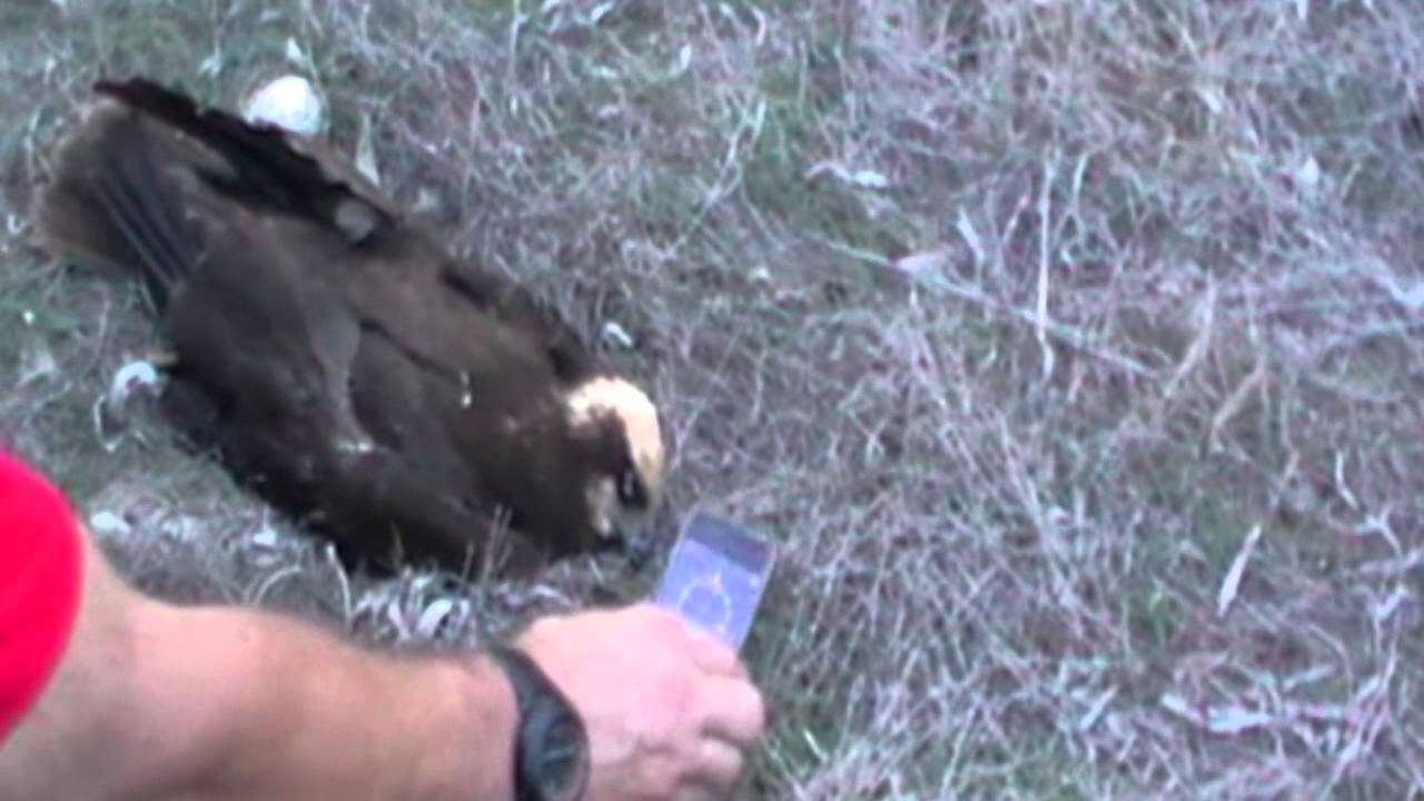 Illegal hunting in Malta, September 2013 YouTube