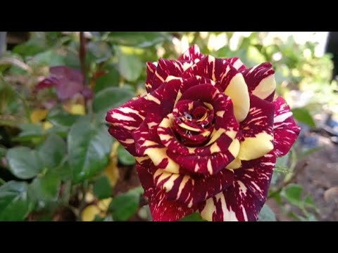 Video: Perlukah mawar dipotong pada musim gugur?