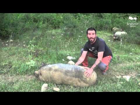 ¿Cómo se hace para tumbar a un cerdo?