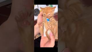 The Growth Of A Kitten Over 180 Days