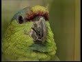 Amazon Parrots | Care & Breeding | Part 1 (Full)