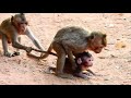 MG, It Look So Hurt Baby Monkey, Why Little Monkey Do This Example?, Mom Does't Care Her Own Baby.