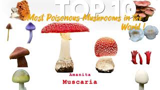 🍄 Top 10 Most Poisonous Mushrooms in the World ☠️