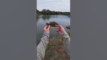 First time with the brand new fly rod! Any tips?