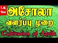 Azolla cultivation | அசோலா வளர்ப்பு முறை | How to grow Azolla | Beginners guide