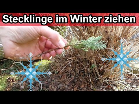 Video: Stecklinge Ernten Im Winter