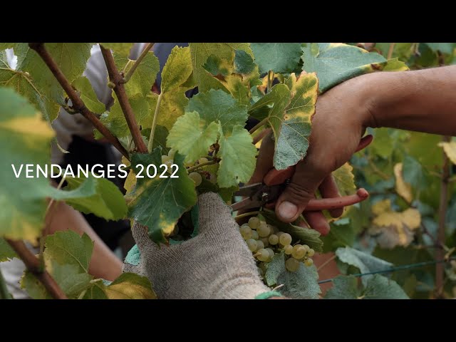 VENDANGES 2022 - AMBONNAY - CHAMPAGNE PAUL DÉTHUNE