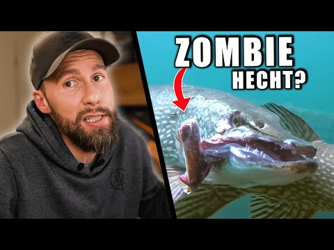 Zombie Hecht im See gefunden! - Verursacht durch Catch & Release Angler? | Robert Marc Lehmann