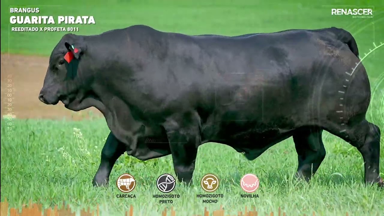 Reprodutor Renascer Brangus Guarita Pirata | Doses de Sêmen Bovino