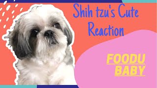 SHIH TZU cute reaction on 'FOODU BABY' | When i forgot to feed my dog | FUN Video. by Lucy Miguel's Fairytale 2,399 views 2 years ago 5 minutes, 55 seconds