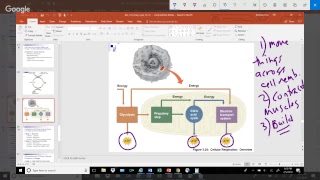 BIO 133 MCC Test 1 Review
