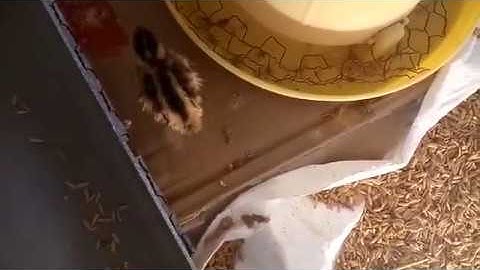 Cách  chăm  chim cút  mới nở  5 ngày tuổi.  Không chết Con nào.